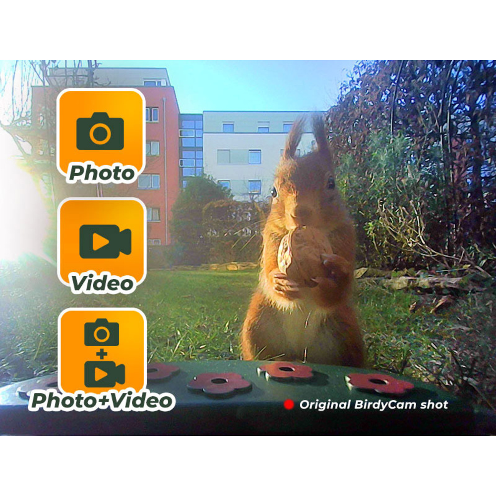 EASYPIX Vogelfutterhaus -BirdyCam- mit HD-Kamera, Solar-Panel und Akku, speichert auf microSD-Karte